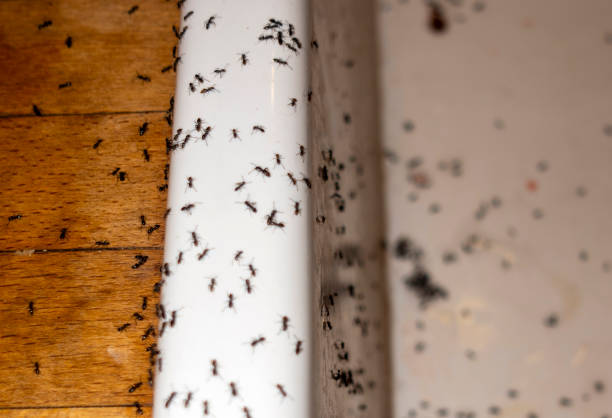 Best Local Pest Control Services  in Hinesville, GA